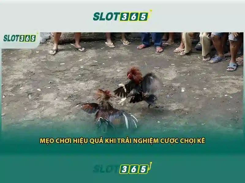 Slot365 - Nền tảng casino trực tuyến