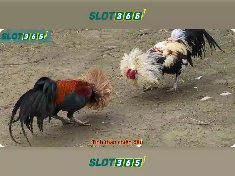 Tại sao Slot365 được ưa thích